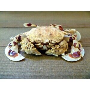 ToyPhilippine Spotted Mooncrab figure  2.5 - 3" ocean beach decor nature science